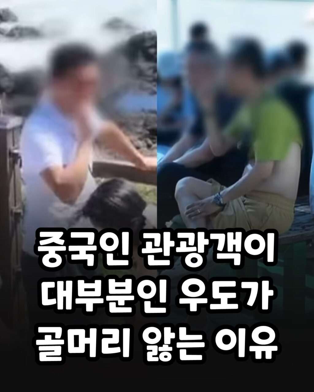 우도까지 진출한 짱개바퀴벌레, 제주도 점령
