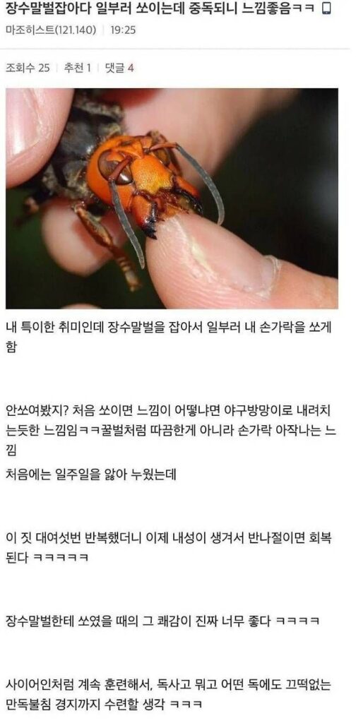 장수말벌 중독, 해볼 사람 있을까?