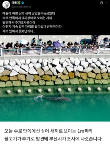 북항 친수공원 상어 새끼 목격 소식 확산 중