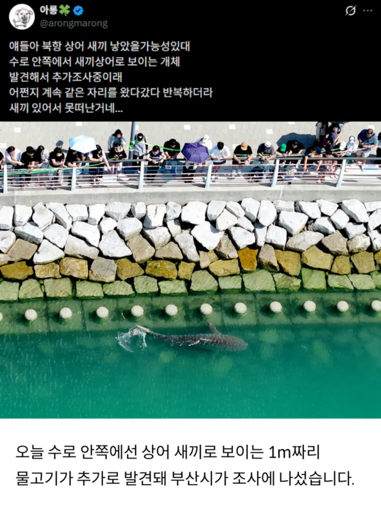 북항 친수공원 상어 새끼 목격 소식 확산 중