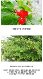 앵두나무가 경복궁에 많은 이유