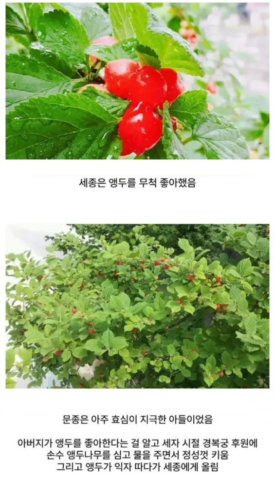 앵두나무가 경복궁에 많은 이유