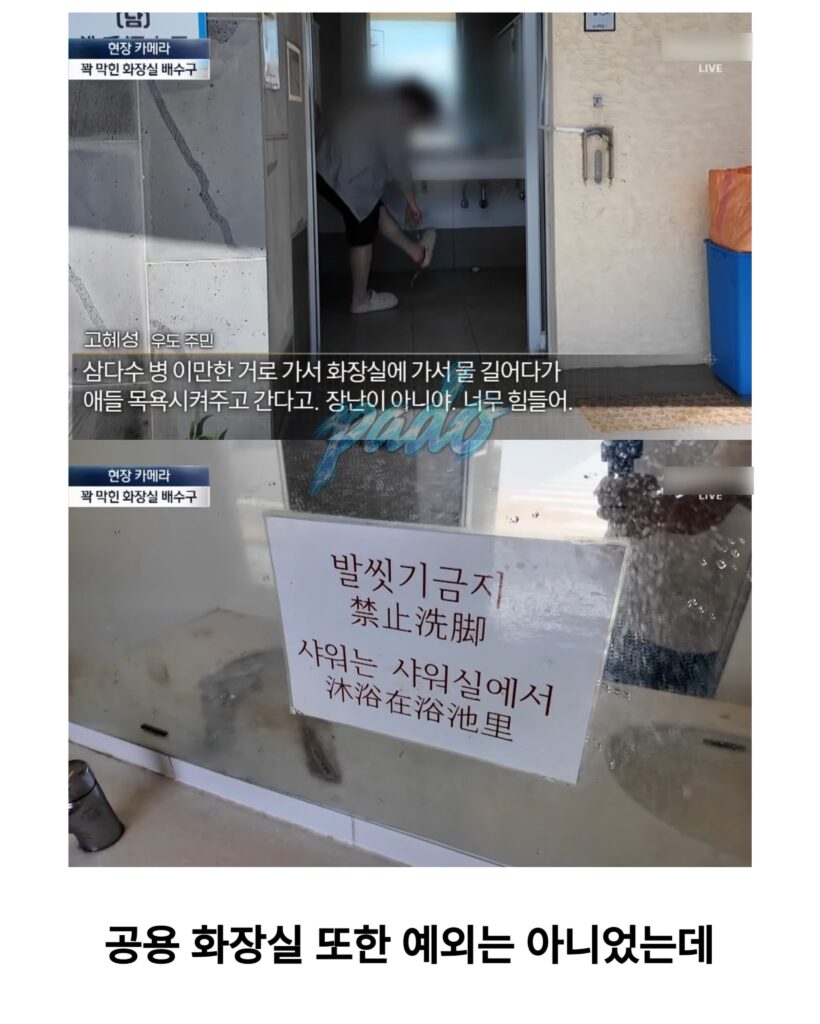 우도까지 진출한 짱개바퀴벌레, 제주도 점령