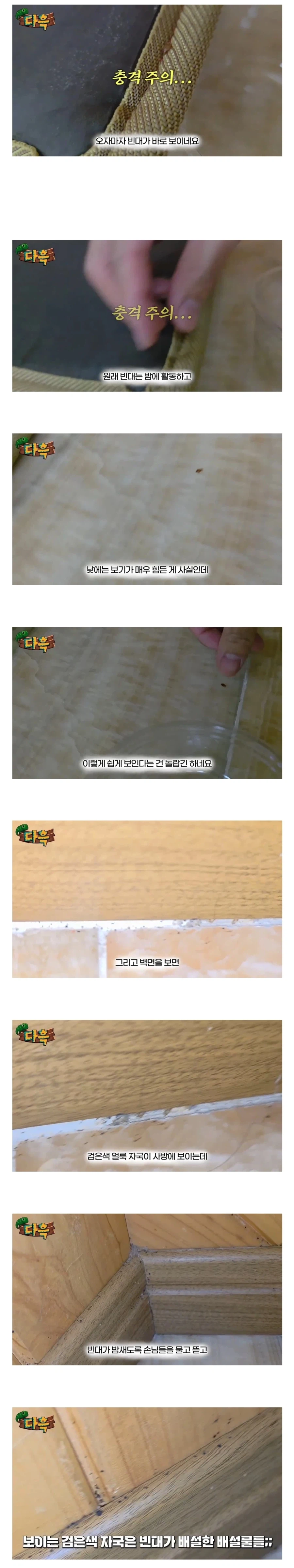약혐. 부산 찜질방 빈대 이슈
