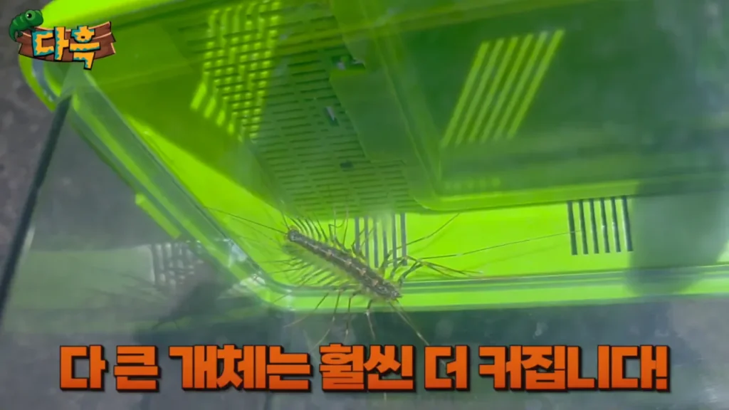 최근 부산에 서식하는 거대 돈벌레(그리마)