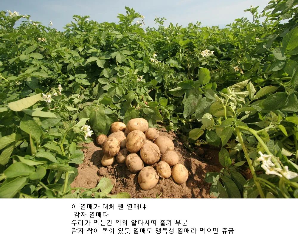 도시 사람들은 거의 뭔지 모르는 열매.