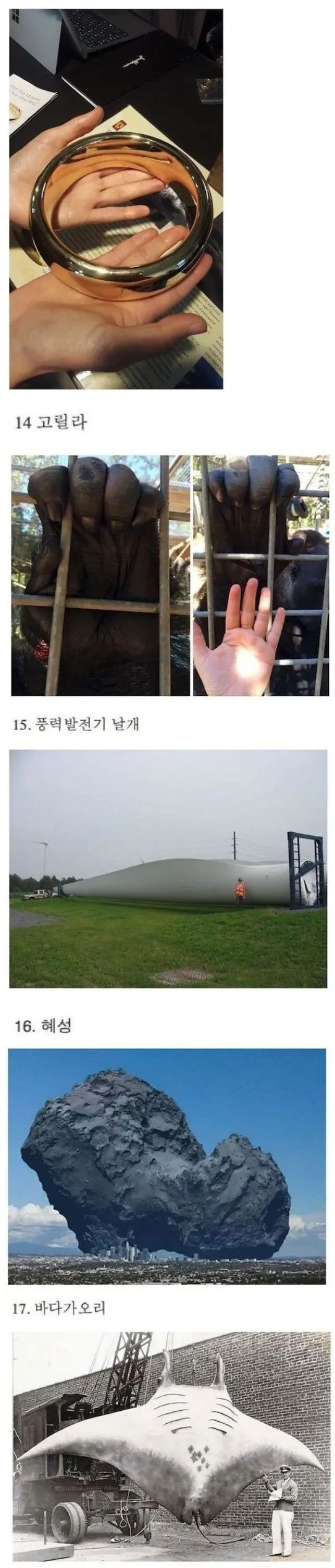 의외로 크기가 엄청 크다는것들