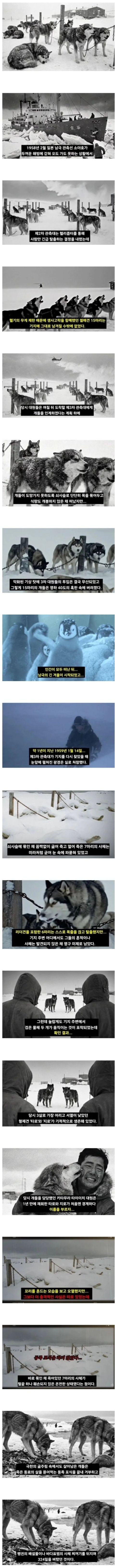 일본, 남극에 개 15마리 유기