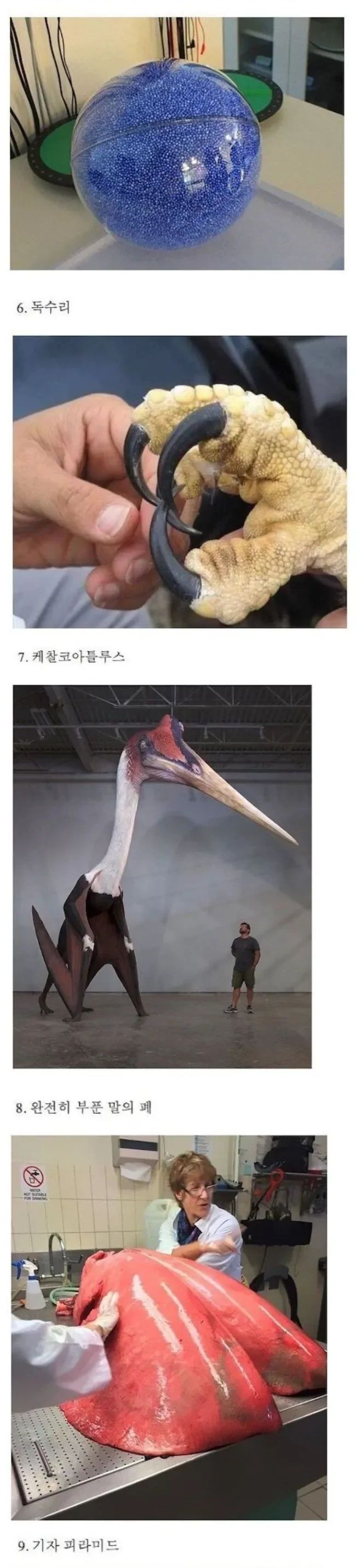 의외로 크기가 엄청 크다는것들