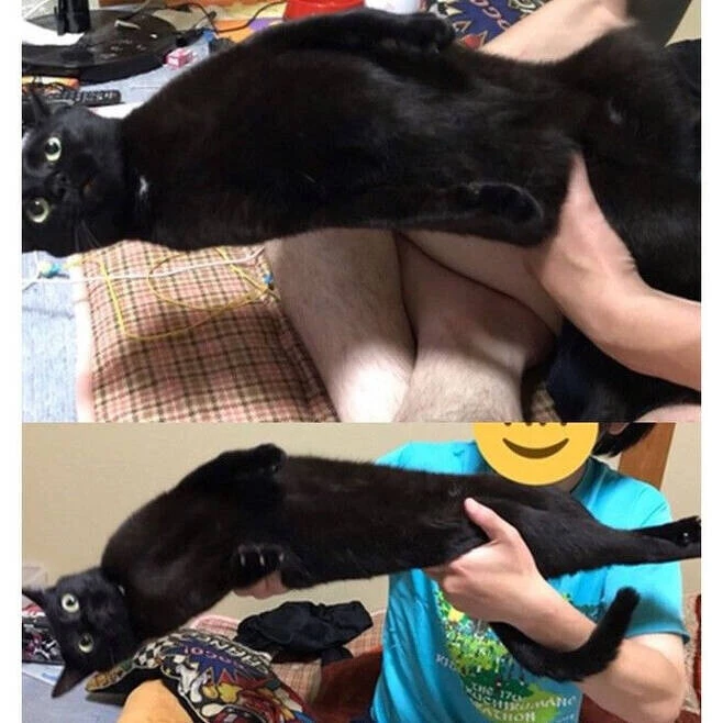 안기기 죽어도 싫은 고양이