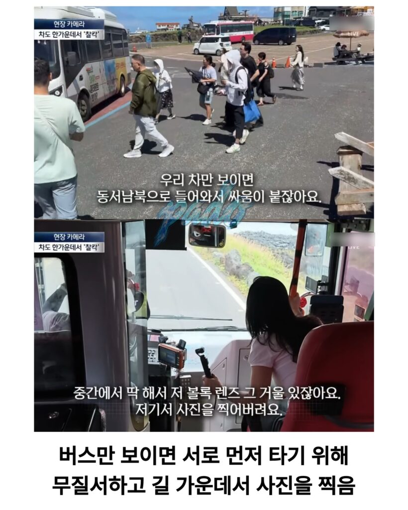 우도까지 진출한 짱개바퀴벌레, 제주도 점령