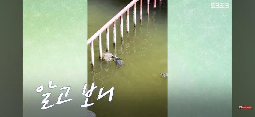 작은 거북들이 큰 거북을 돕기 위해 모였습니다!