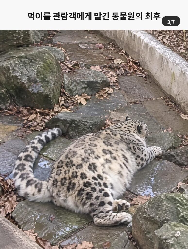 관람객 먹이 허용, 사료비 감당 못 한 동물원의 마지막