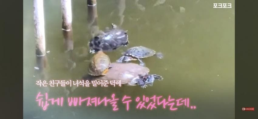 작은 거북들이 큰 거북을 돕기 위해 모였습니다!