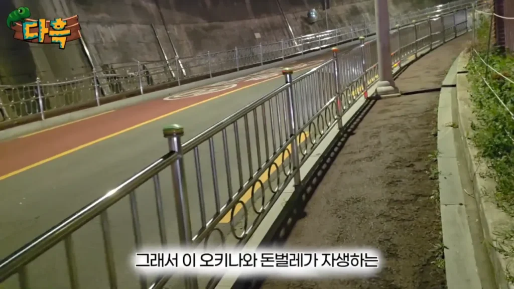 최근 부산에 서식하는 거대 돈벌레(그리마)