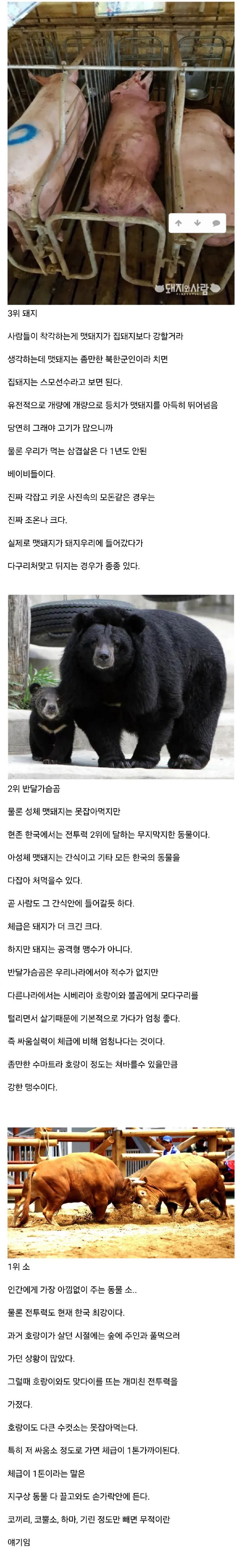 우리나라에 흔히 사는 포유류 전투력 순위.jpg