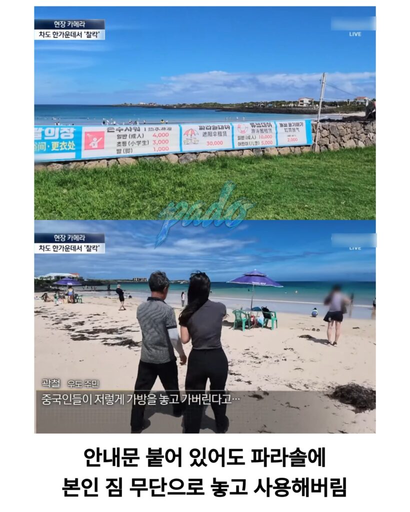 우도까지 진출한 짱개바퀴벌레, 제주도 점령