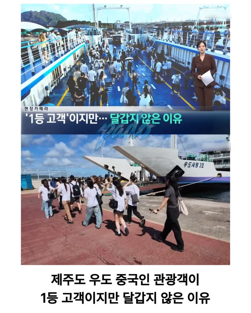우도까지 진출한 짱개바퀴벌레, 제주도 점령
