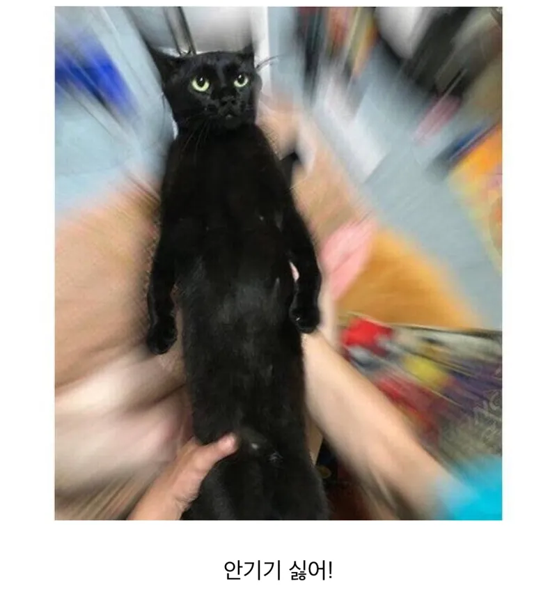 안기기 죽어도 싫은 고양이