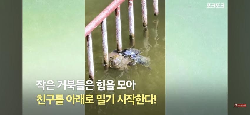 작은 거북들이 큰 거북을 돕기 위해 모였습니다!
