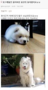 3개월 전 잃어버린 반려견