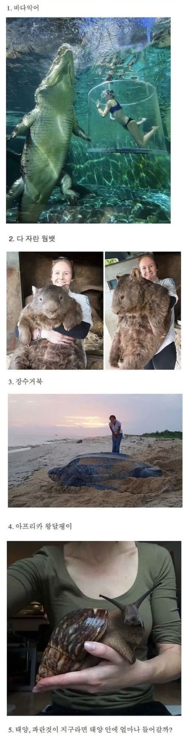 의외로 크기가 엄청 크다는것들