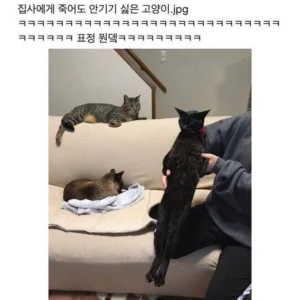 안기기 죽어도 싫은 고양이