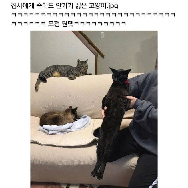 안기기 죽어도 싫은 고양이