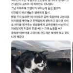 이웃 아파트에서 고양이 밥 주는 캣맘