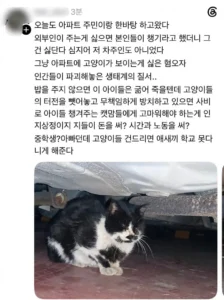 이웃 아파트에서 고양이 밥 주는 캣맘