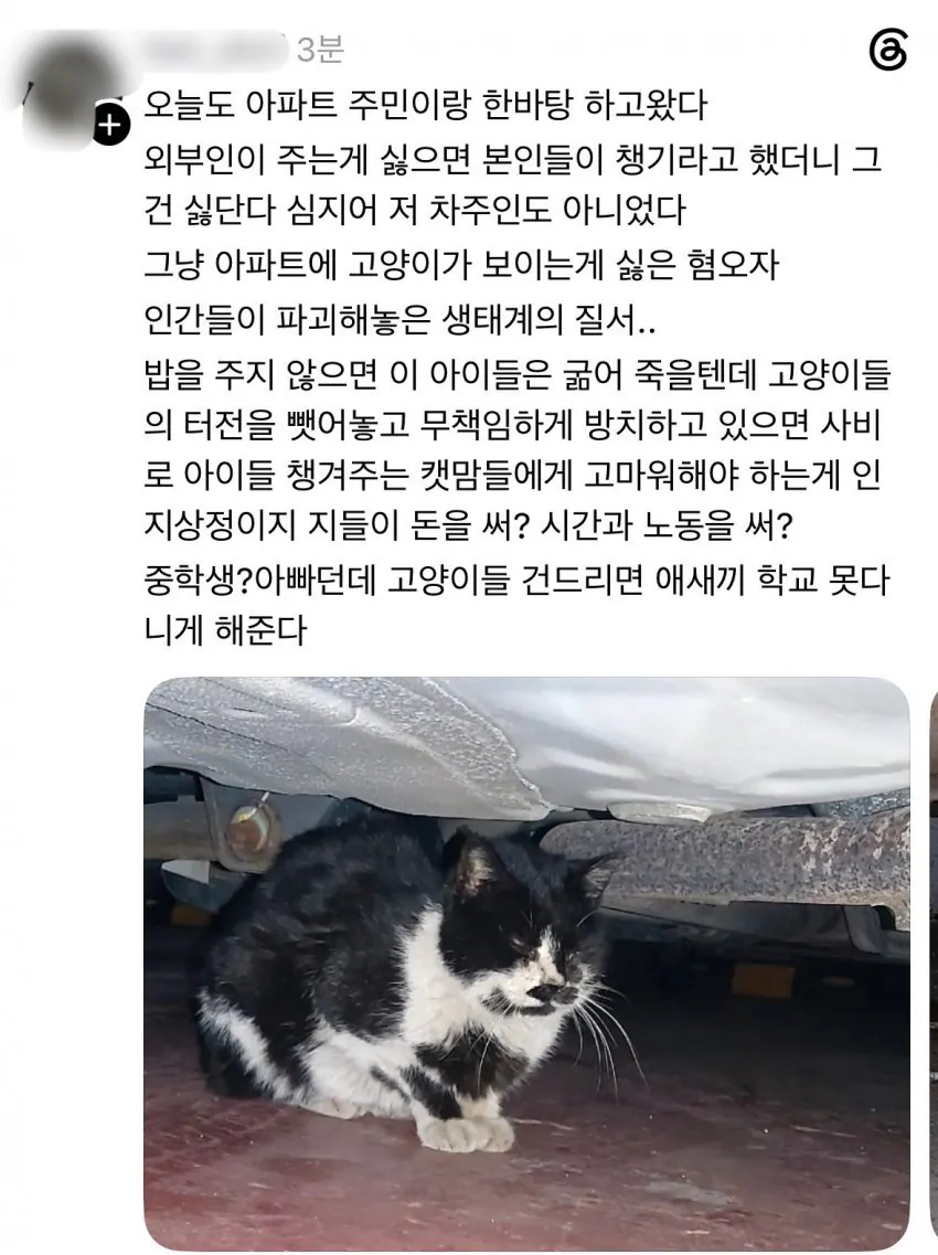 이웃 아파트에서 고양이 밥 주는 캣맘