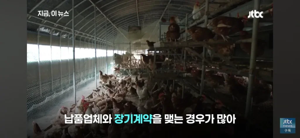 닭값 하락에 눈치 보는 치킨 업계 동향