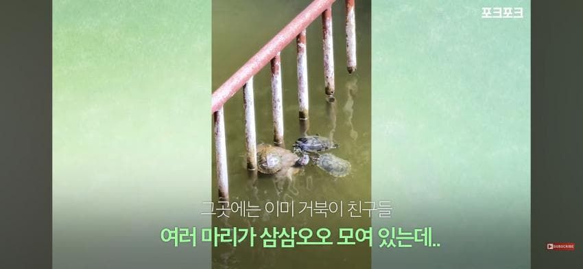 작은 거북들이 큰 거북을 돕기 위해 모였습니다!