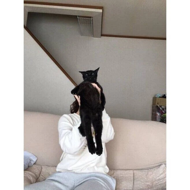 안기기 죽어도 싫은 고양이