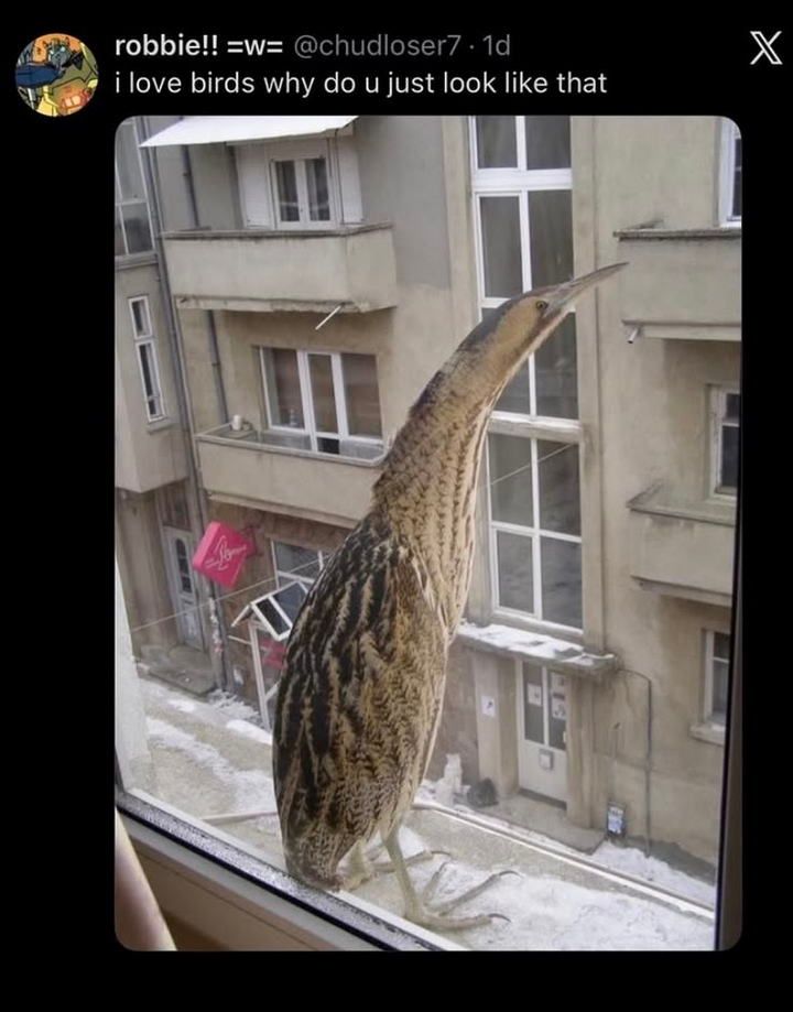 베란다에 이상하게 생긴 새가 왔어요.