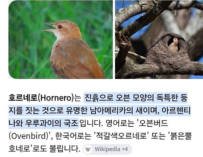 흙으로 집을 짓는 새