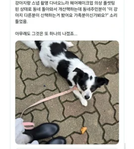 한껏 꾸미고 강아지 산책가면 생기는 일
