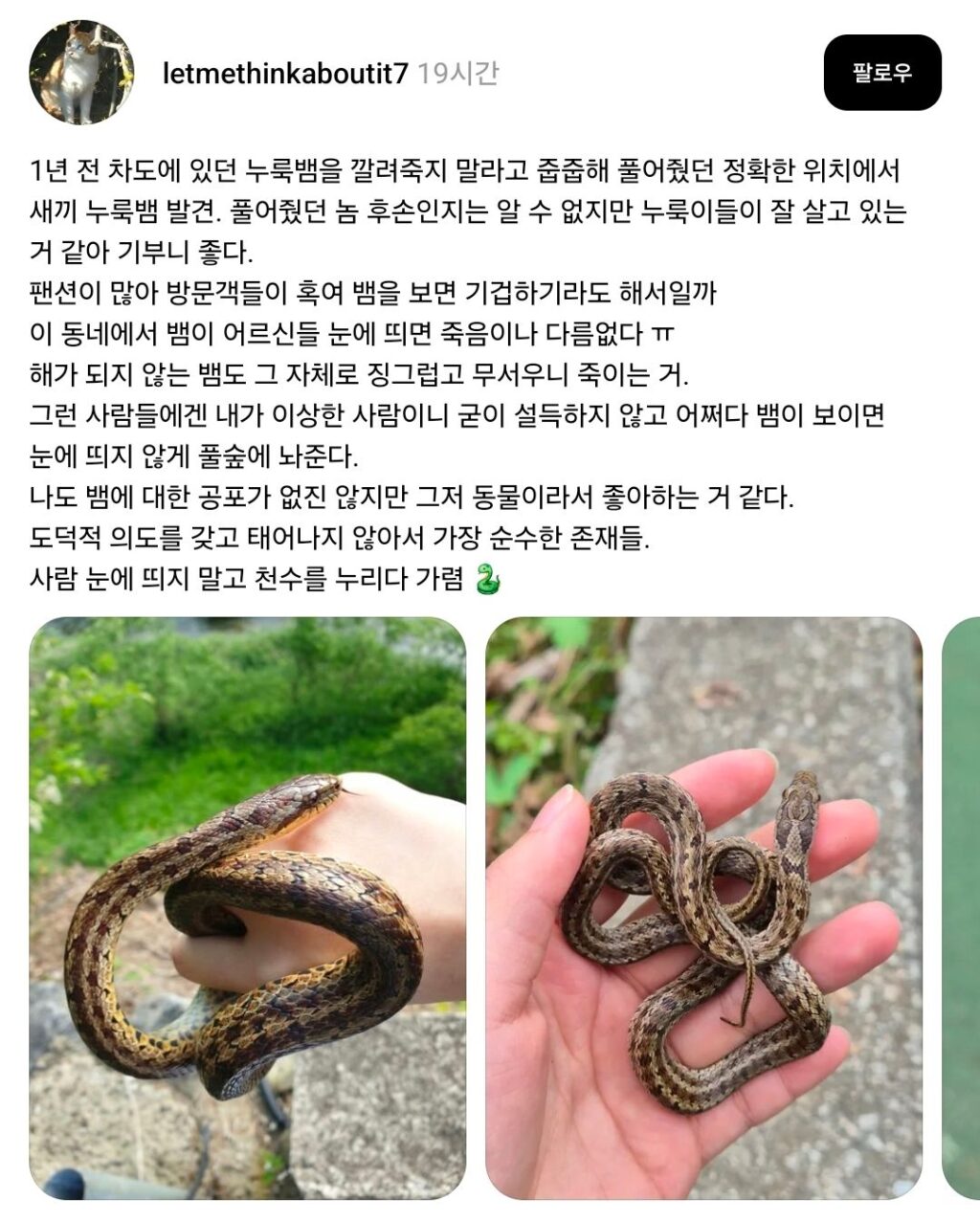 1년 뒤, 차도에서 구조한 누룩뱀에게 일어난 변화
