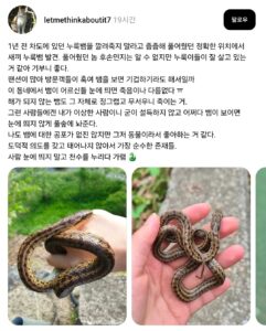 1년 뒤, 차도에서 구조한 누룩뱀에게 일어난 변화
