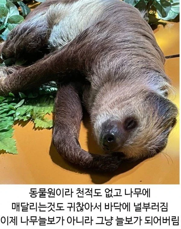 나무늘보, 마침내 진화 완료한 듯