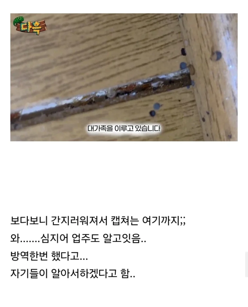 약혐. 부산 찜질방 빈대 이슈