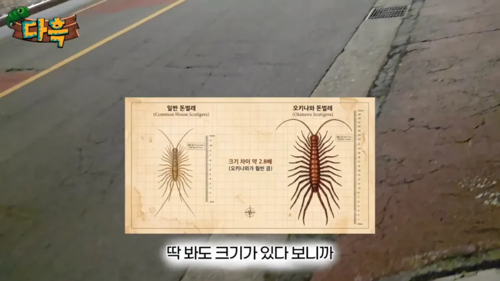 최근 부산에 서식하는 거대 돈벌레(그리마)