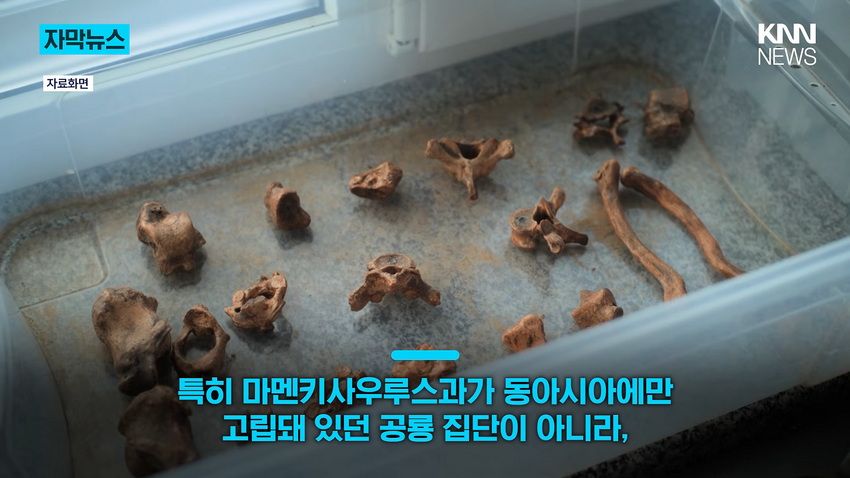 1억 년 전 초대형 공룡 뼈, 공사 현장에서 발견돼.