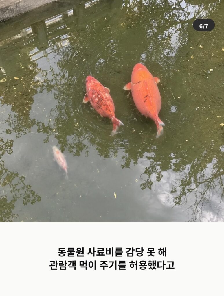 관람객 먹이 허용, 사료비 감당 못 한 동물원의 마지막