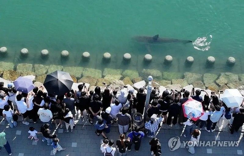 부산 무료 상어 쇼, 아직 진행 중