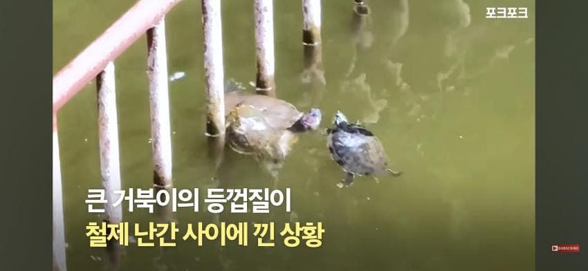 작은 거북들이 큰 거북을 돕기 위해 모였습니다!