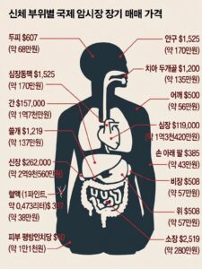신체 부위별 장기 매매 국제 시세