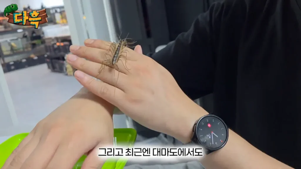 최근 부산에 서식하는 거대 돈벌레(그리마)