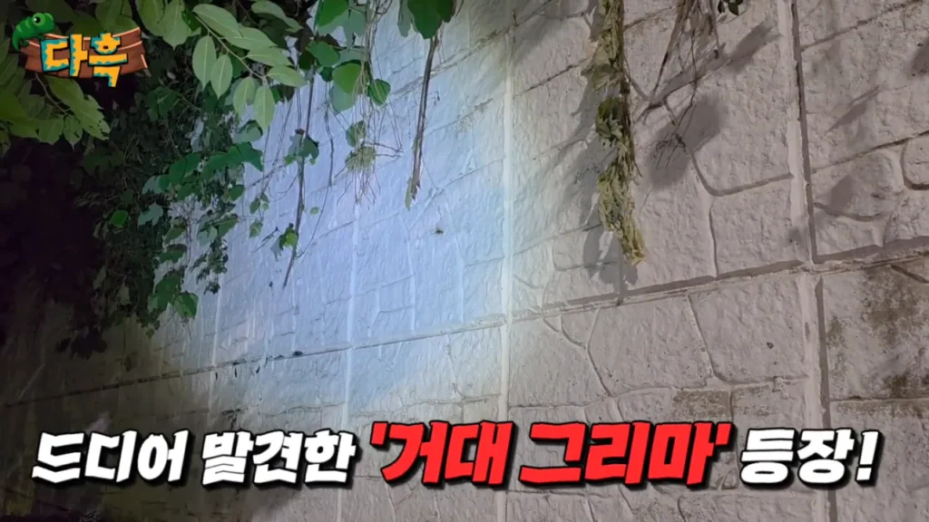 최근 부산에 서식하는 거대 돈벌레(그리마)