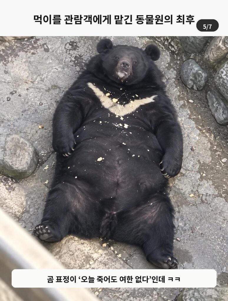 관람객 먹이 허용, 사료비 감당 못 한 동물원의 마지막